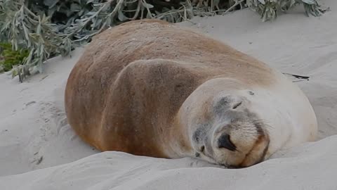 A Seal Sleeping On Sand