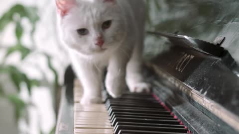 Cute cat on piano