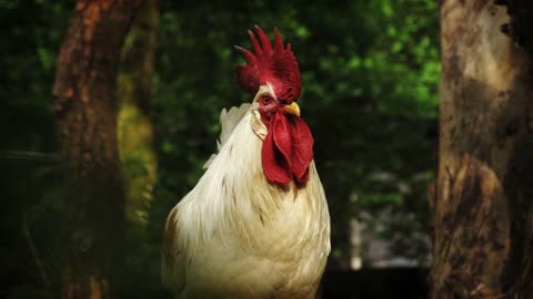 CHICKEN FARM SOUNDS | RELAXATION.