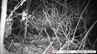 Backyard Trail Cam - Racoon 2