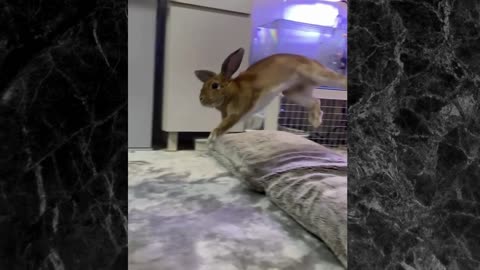 Cute rabbit jumping high from the pillow on the bed