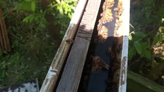 Taking bees from one Hive to another beehive.