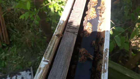 Taking bees from one Hive to another beehive.