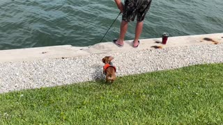 Dachshund in Robert’s Bay, Marco Island FL