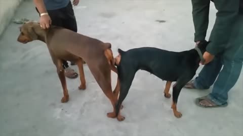 Why Dog Get Stuck while Mating.