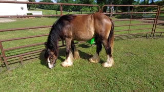 Gypsy Colt Quiggly After a Bath