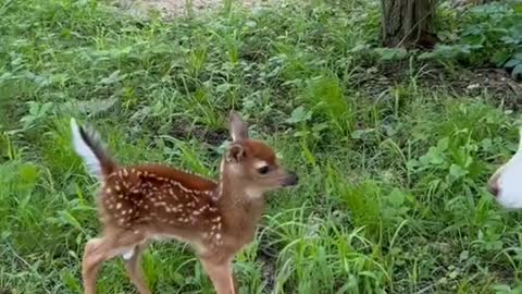 This cute puppy seems to be afraid of sika deer