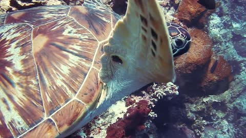 Amazing Turtle swimming among fishes under water