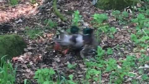 Ducks having .... fun LOL