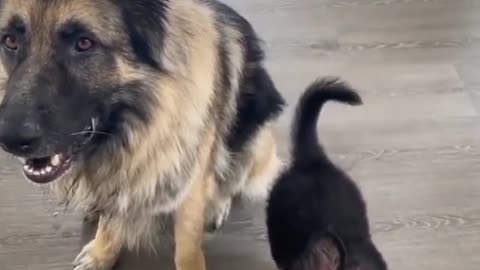 puppy copies his dad for treat