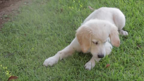 un chien drôle