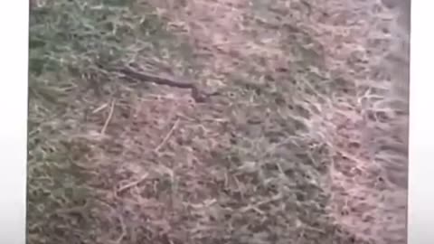 SHOCKING DOG BITES SNAKE VIDEO