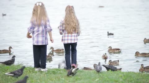 Two little girls at park feeding ducks bread