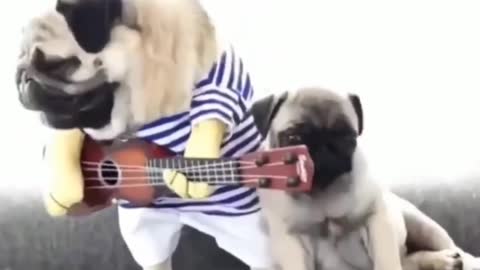 Cute puppy playing guitar