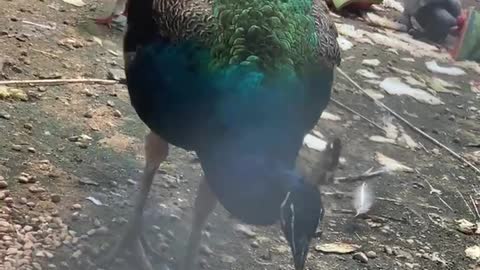 Big Green Peacock