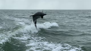 Dolphins play in the Gulf of Mexico in Florida