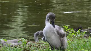 Duck Fresh Up After Hot lake bath