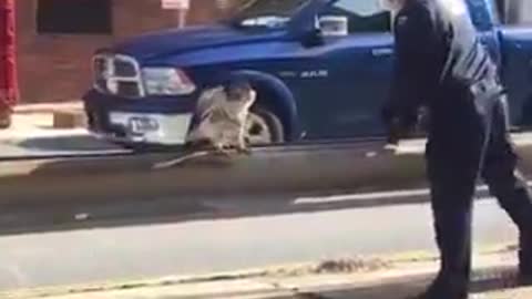 NYPD rescue an injured red-tailed hawk