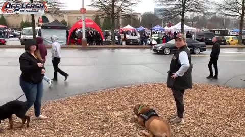 5 Month Old Boerboel "Bear" Before/After Video | Duluth Georgia Dog Training!