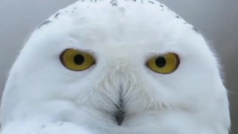 A white owl can turn its head 270 degrees