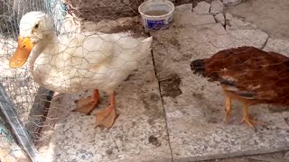 My beautiful duckling with chicken