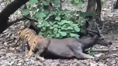 Tiger dinner