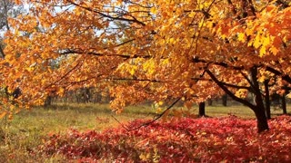 Amazing Autumn Colors