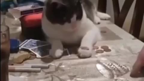 Amazing, cute and smart cat learning tricks with its owner lol