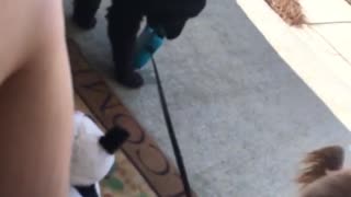 Two puppies on leash