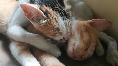 Mama cat is so loving and caring for her lovely girl.