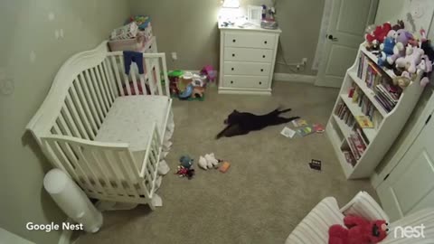 Secret nursery cam captures dog joyfully sneaking into baby's room and dancing