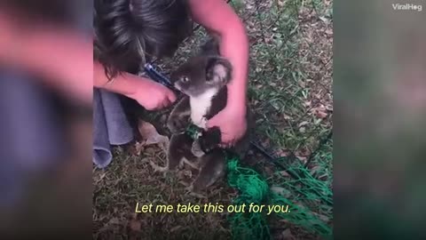 Women Cuts Koala free from fence 🥺