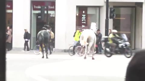 Blood-covered horses run loose through London. Two horses are on the loose in central London