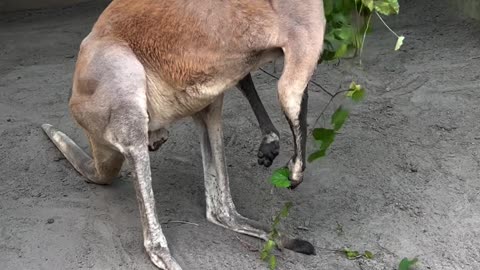 Marlu, an adult male red kangaroo, loves to forage and browse on grape vine 🌿🍇