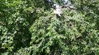 Pigeons sit on a tree and rest.