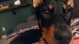 Doberman puppy speaks