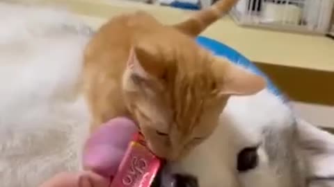 Baby Cats!😍 Cute and Funny Cat Videos #shorts