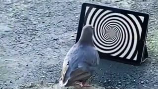 Funny pigeon