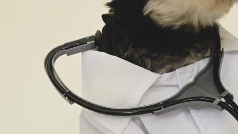 Dr. Dog funny and cute dog lol...dog turns in to a doctor.