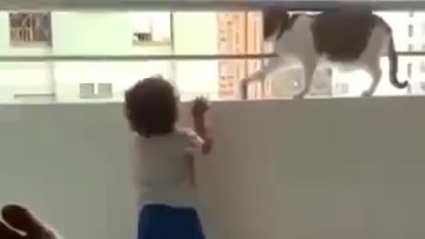 AMAZING CAT PROTECTS CHILD FROM BUILDING BALCONIES