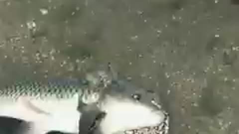 Frog vs Carp