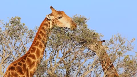 Close up of giraffes grazing at sunrise
