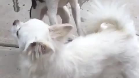 Best fight dogs video 🤪😂😁🤩dogs fight