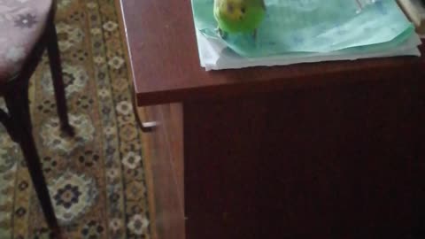 A green budgie is sitting on a table.