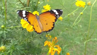 Butterfly and nature