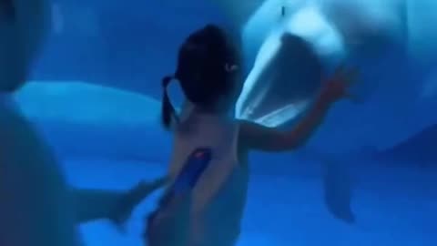 Beluga Whale Screams At Kid