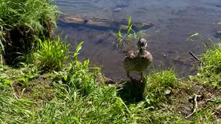 Brave Duck Waddling By