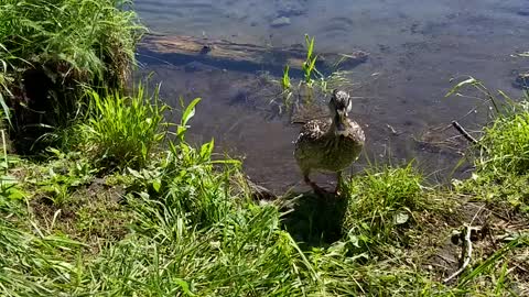 Brave Duck Waddling By