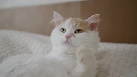 White Cute Cat || Doing Something interesting