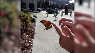 Butterfly Tragedy